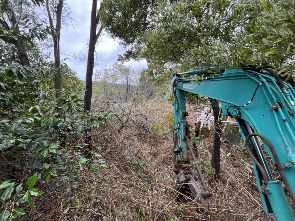 Blackberry clearing underway