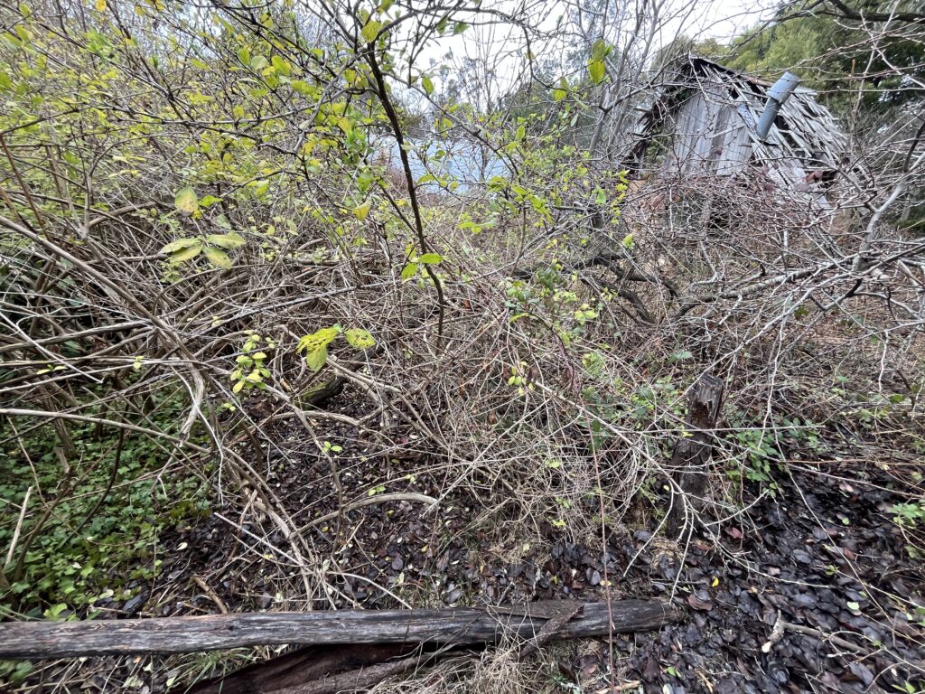Dense blackberry growth before removal