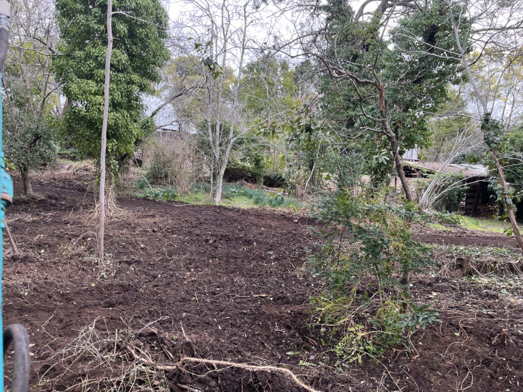 Completed blackberry removal