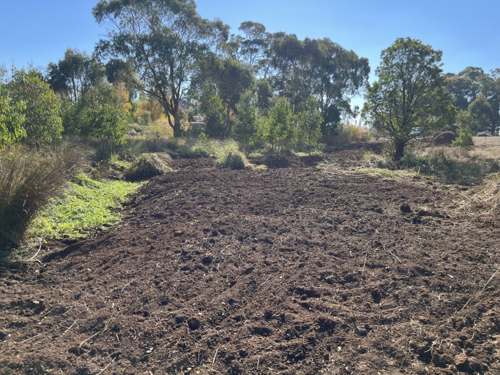 Property after blackberry clearing