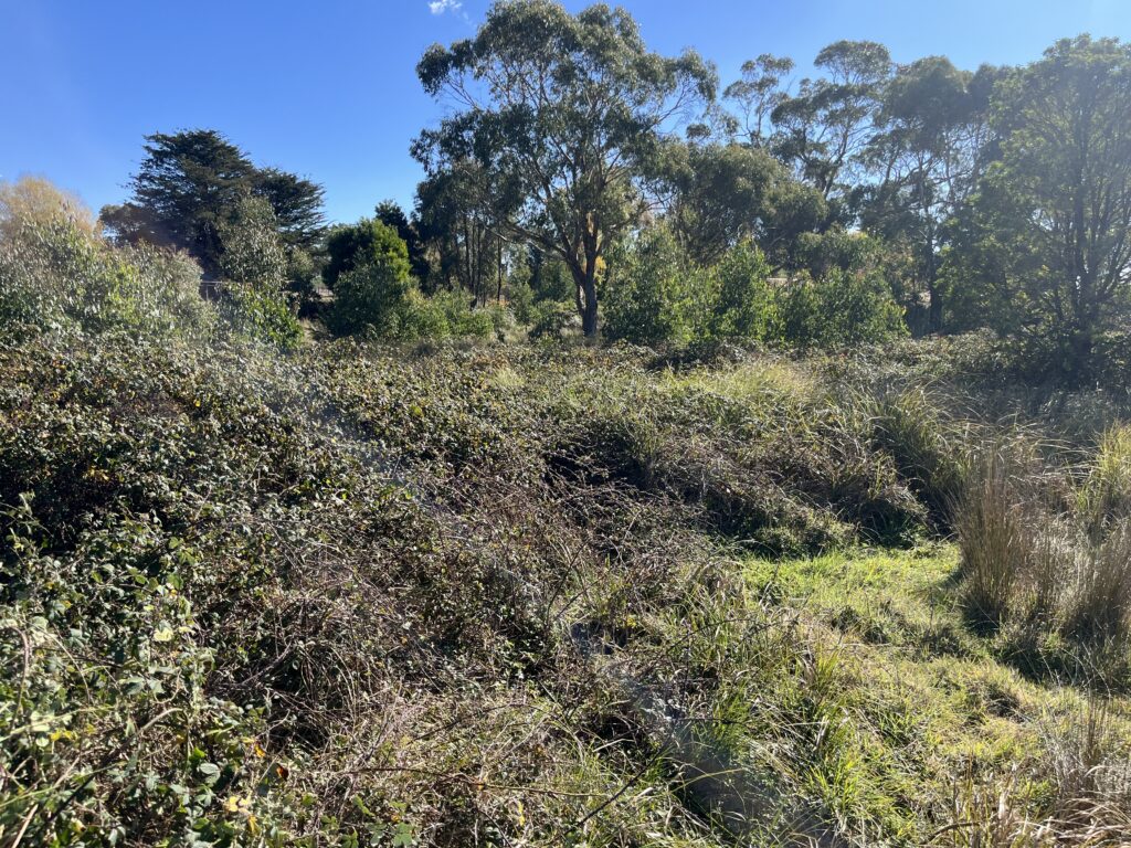Blackberry infestation before clearing