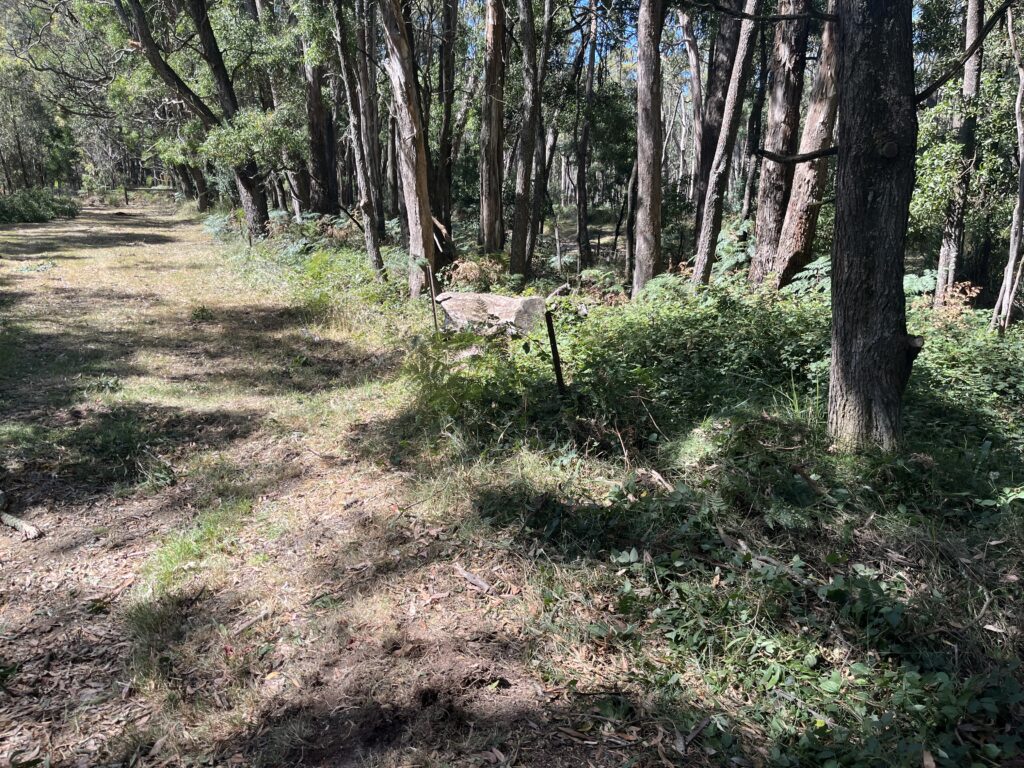 Overgrown property before weed control